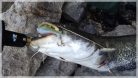 GLAVINJARA Narancs-Sárga 125 g  