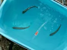 Delphin HydrO2 akkumulátoros levegőztető