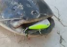 GLAVINJARA Green/Yellow 100 g  