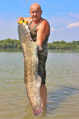 Professzionális vezetett horgász túrák oktatással - kuttyogatás, pergetés, vertikál 2 fő   ( motorcsónakkal a Dunán) 