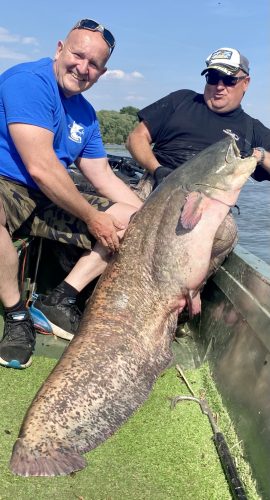 Professzionális vezetett horgász túrák oktatással - kuttyogatás, pergetés, vertikál 2 fő   ( motorcsónakkal a Dunán) 