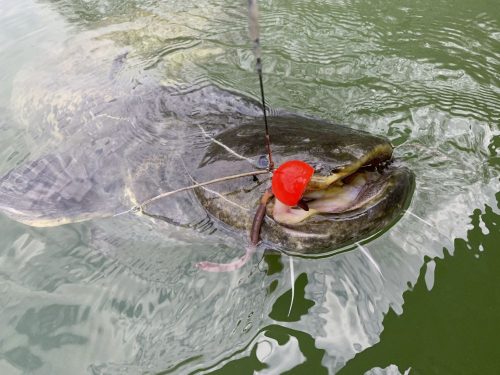 Black Cat Fire-Ball 1db 6/0 fluoreszkáló 120g   