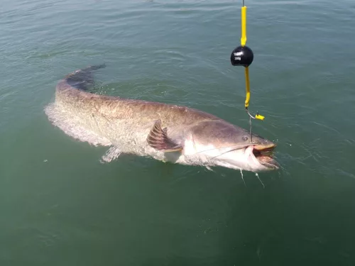 Black Cat Cat Ball 1db fekete 80 g  