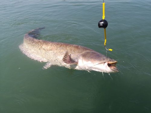 Black Cat Cat Ball 1db világító 200 g  