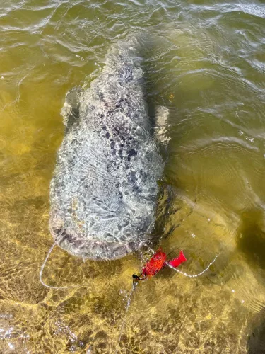 Black Cat Cat Chatter - red head Süllyedő 70 g  