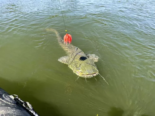 Black Cat Real Worm Teaser rózsaszín 80 g  