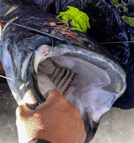 Black Cat Real Worm Teaser rózsaszín 80 g  