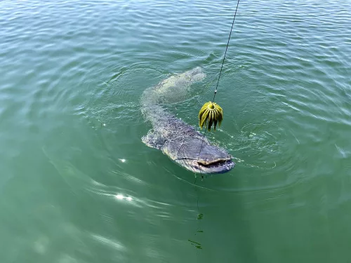 Black Cat Real Worm Teaser rózsaszín 120 g  