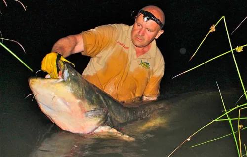 MONSTER CAT PERFECT RIGING HOOK 5DB/CS 8/0