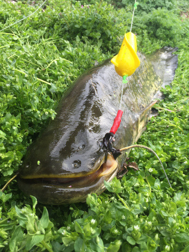 MONSTER CAT Nature Friendly Upose 20g Arany