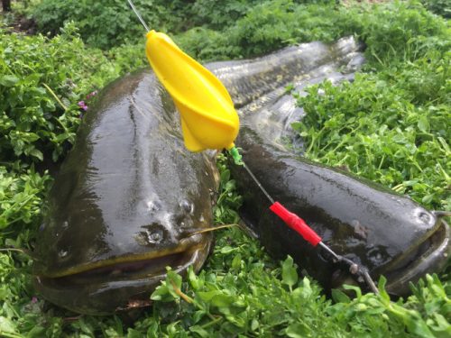 MONSTER CAT Nature Friendly Upose 20g Sárga