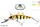 PREDATEK SPOONBILL S85 Fire Tiger